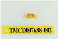 藏品(拉氏清溪蟹)的圖片